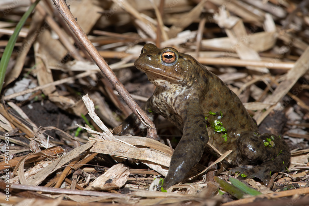 Fototapeta premium Common Toad (Bufo bufo) at the edge of breeding pond