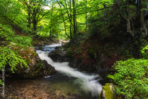 Mountain river flowing through the green forest © Petar