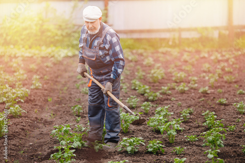 Senior elderly man reclaims soil with hoe on potato field. Concept eco farm vegetable garden