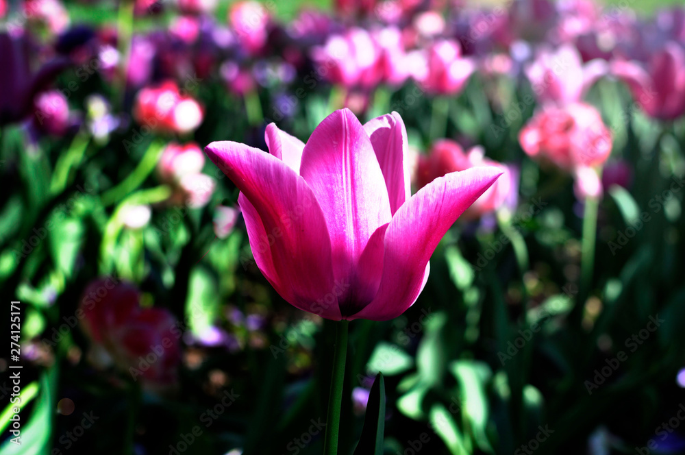 Tulpe Tulpe