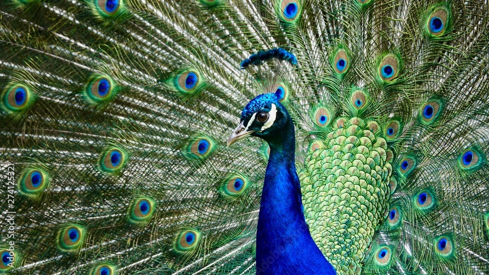 Obraz premium Pfau, Hahn, Rad