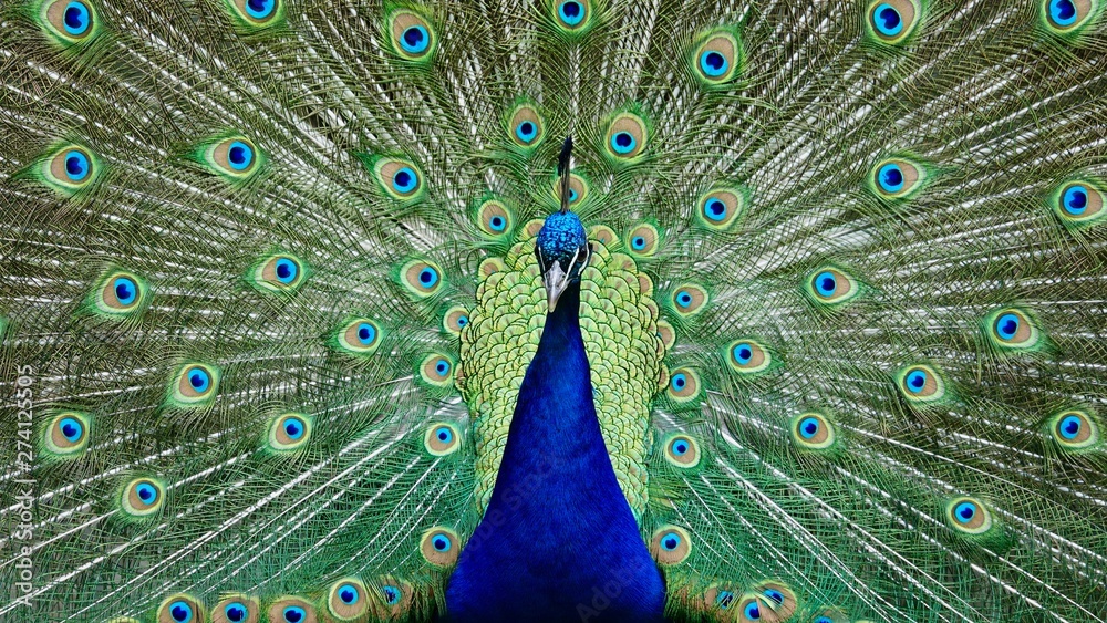 Obraz premium Pfau, Hahn, Rad