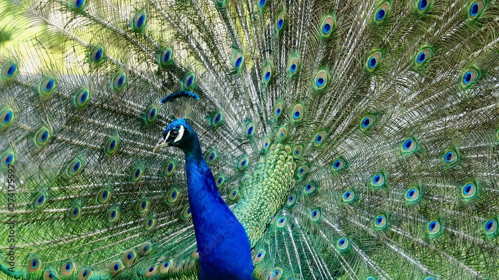 Obraz premium Pfau, Hahn, Rad