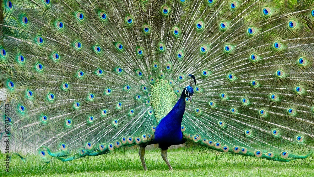 Obraz premium Pfau, Hahn, Rad