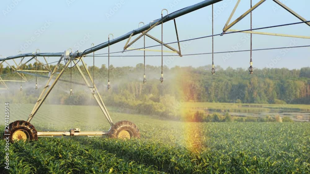 Corn crop irrigation system closeup