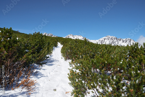 Clrear sky and narrow snowy ьщгтефшт trail between thickets of mountain pine photo