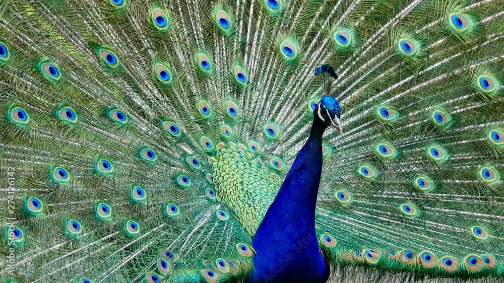 Obraz premium Pfau, Hahn, Rad