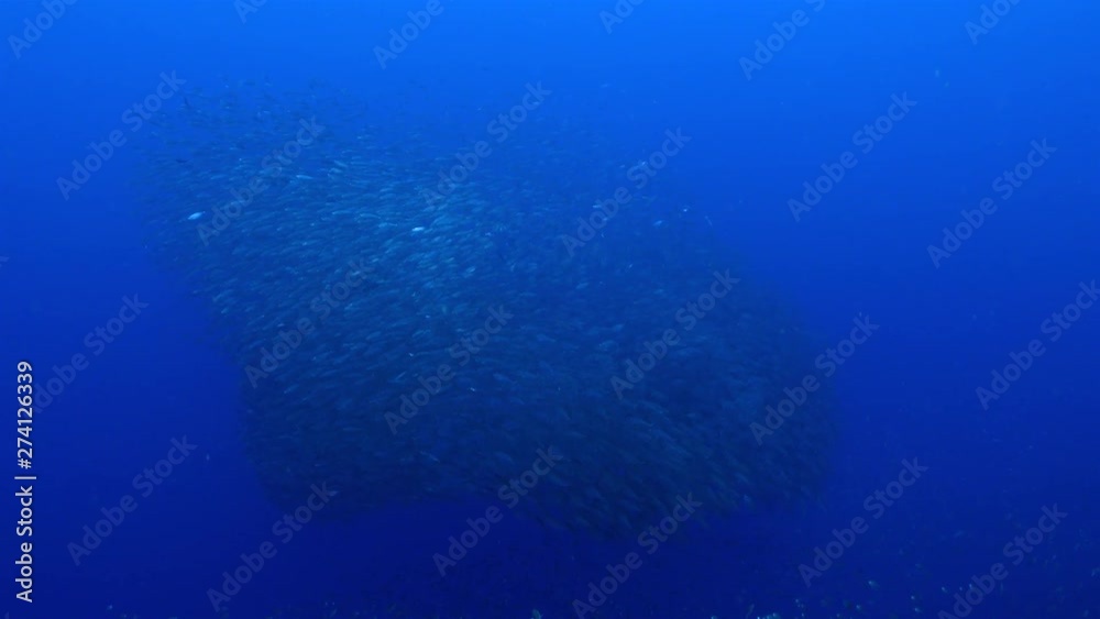 Bait ball in coral reef of Caribbean Sea around Curacao at dive site Playa Grandi