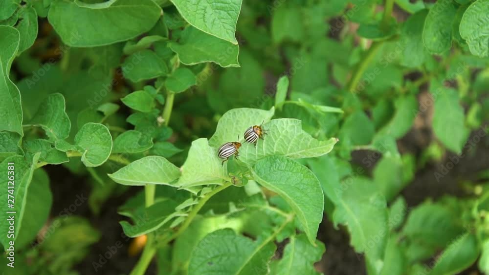 Colorado potato beetle on potato leaves Colorado potato beetle on potato leaves