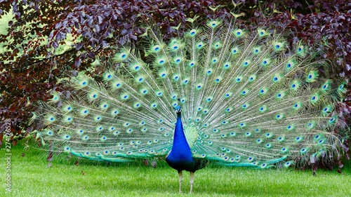 Pfau, Hahn, Rad
