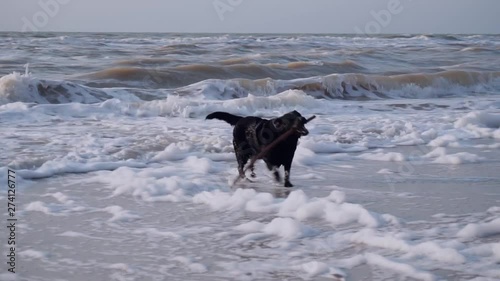 Black dog, runs through waves and foam in sea for stick and returns it to owner