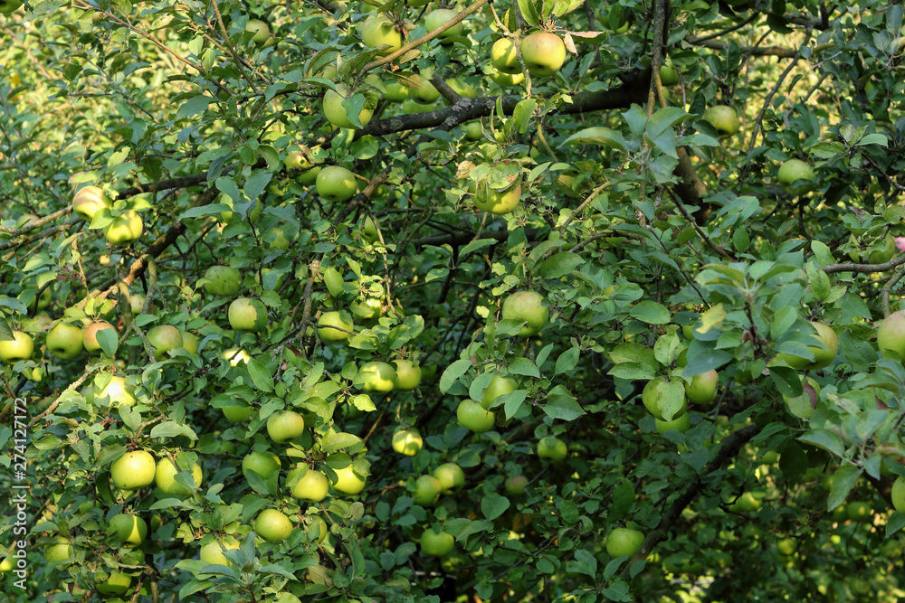 apple branch with ripe apples close-up in the rays of sun. Autumn harvest concept