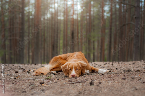 dog in the forest. Nova Scotia Duck Tolling Retriever for a walk in nature. Redhead pet