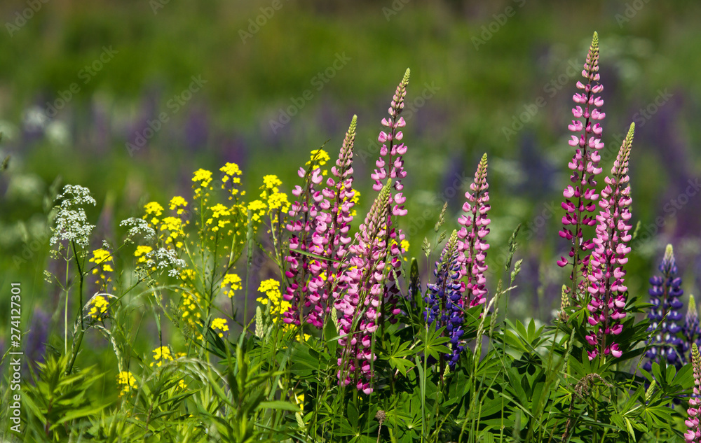 Lupins, rapeseed, yarrow flowers in the meadow Lupins, rapeseed, yarrow flowers in the meadow