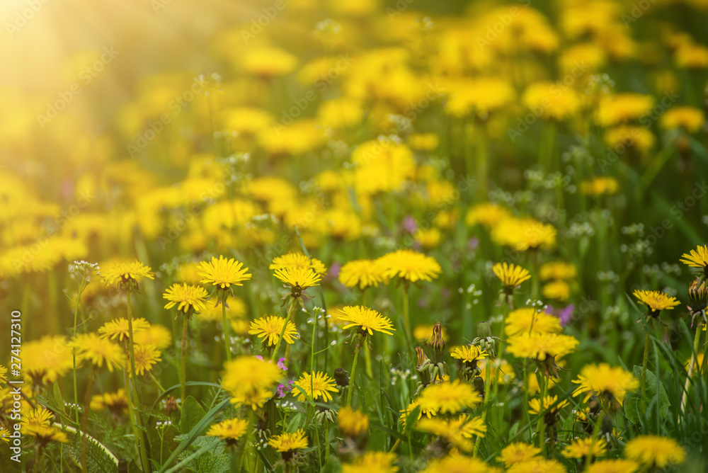 Dandelion flower meadow