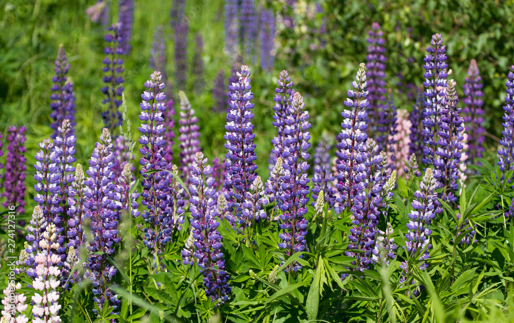 Lupin (Lupinus) flowers Lupin (Lupinus) flowers