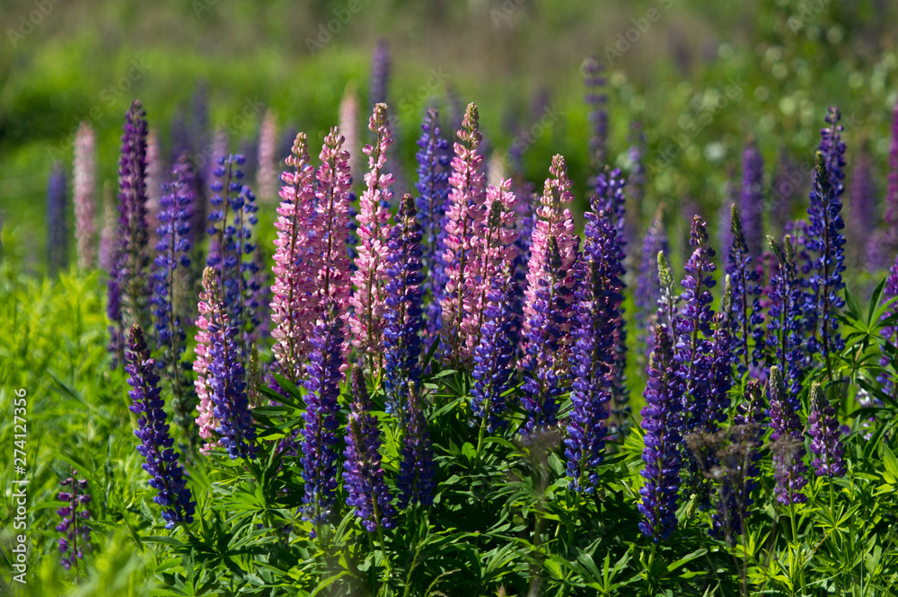 Fototapeta premium Lupin (Lupinus) flowers
