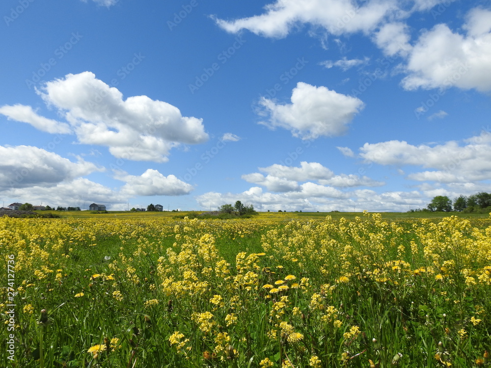 A field in front of a blue sky