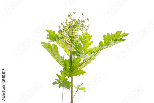 Dangerous toxic plant Giant Hogweed. Also known as Heracleum or Cow Parsnip. Isolated on white background with clipping path photo