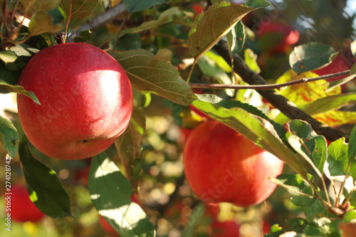 red apples on tree in orchard with sunlights royal gala, fuji, pink lady photo