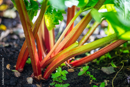 Fresh Rhubarb is growing in the garden during spring time