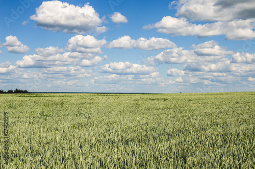 Summer landscape with sky and green wheat. Summer period cultivation of grain crops