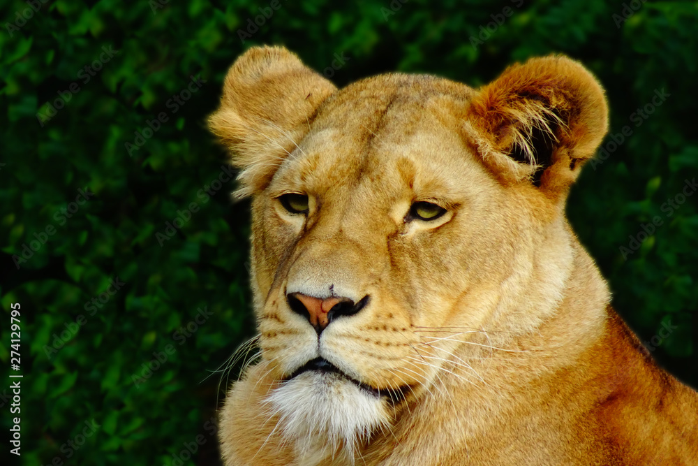 Portrait of a female lion waiting for prey Portrait of a female lion waiting for prey