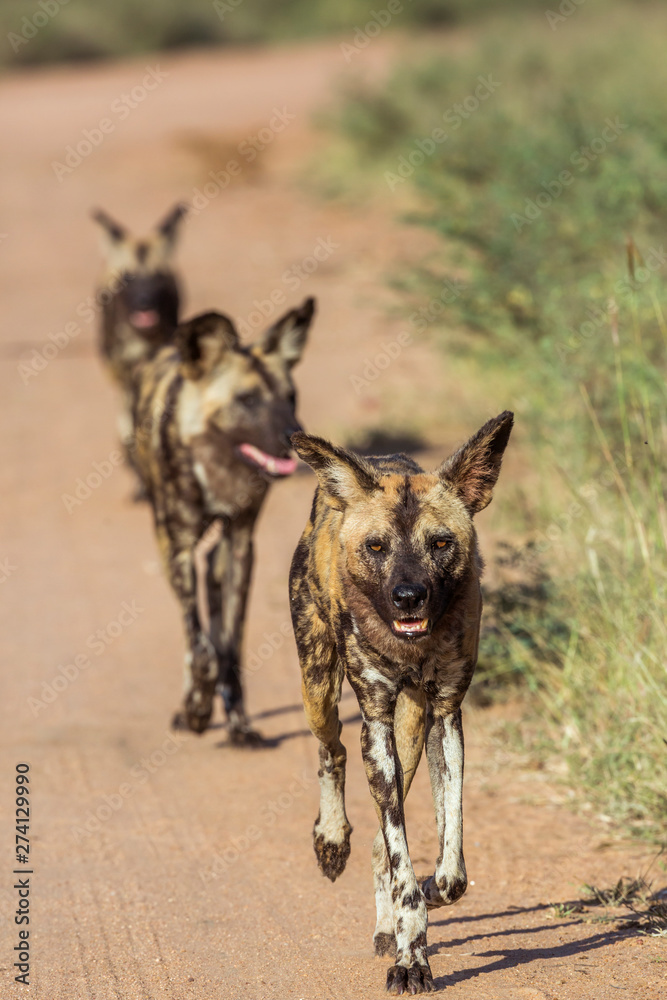 African wild dog running on gravel road in Kruger National park, South Africa ; Specie Lycaon pictus family of Canidae African wild dog running on gravel road in Kruger National park, South Africa ; Specie Lycaon pictus family of Canidae