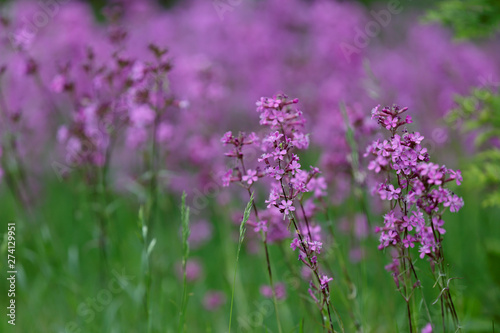 Lychnis Viscaria vulgaris also Silene viscaria. Purple flowers of sticky catchfly or clammy campion in a meadow