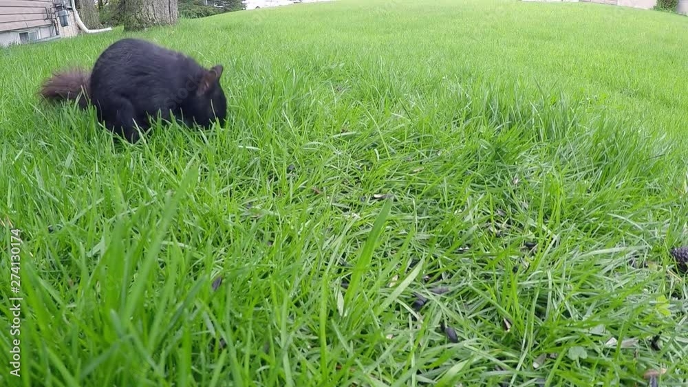 Black squirrel forages for food in early spring and chews on edibles in backyard Black squirrel forages for food in early spring and chews on edibles in backyard