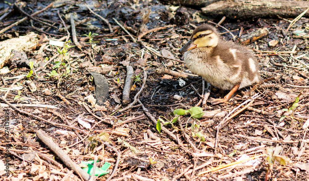 One newborn duckling chick on land One newborn duckling chick on land
