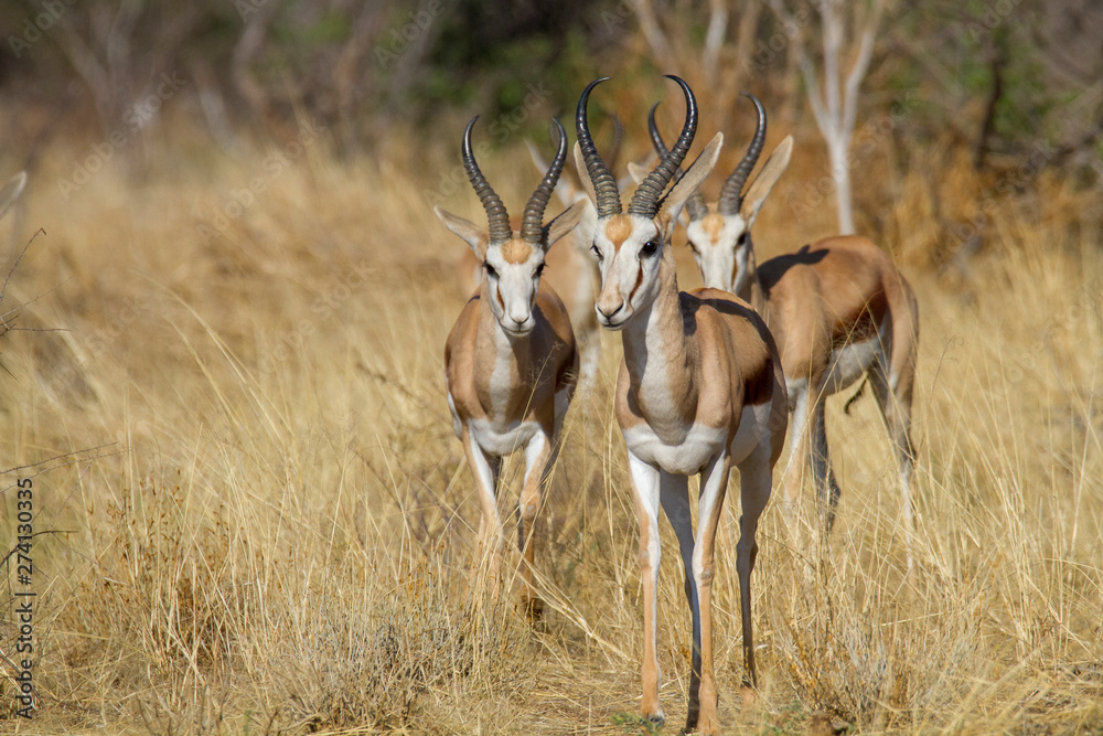Impala (Aepyceros melampus) Impala (Aepyceros melampus)