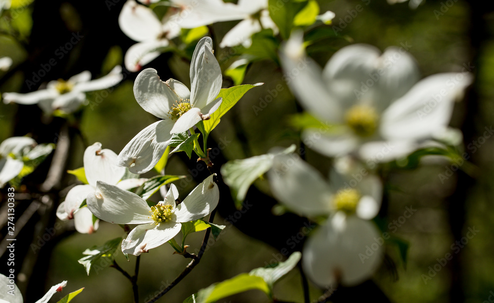 spring dogwood flowers