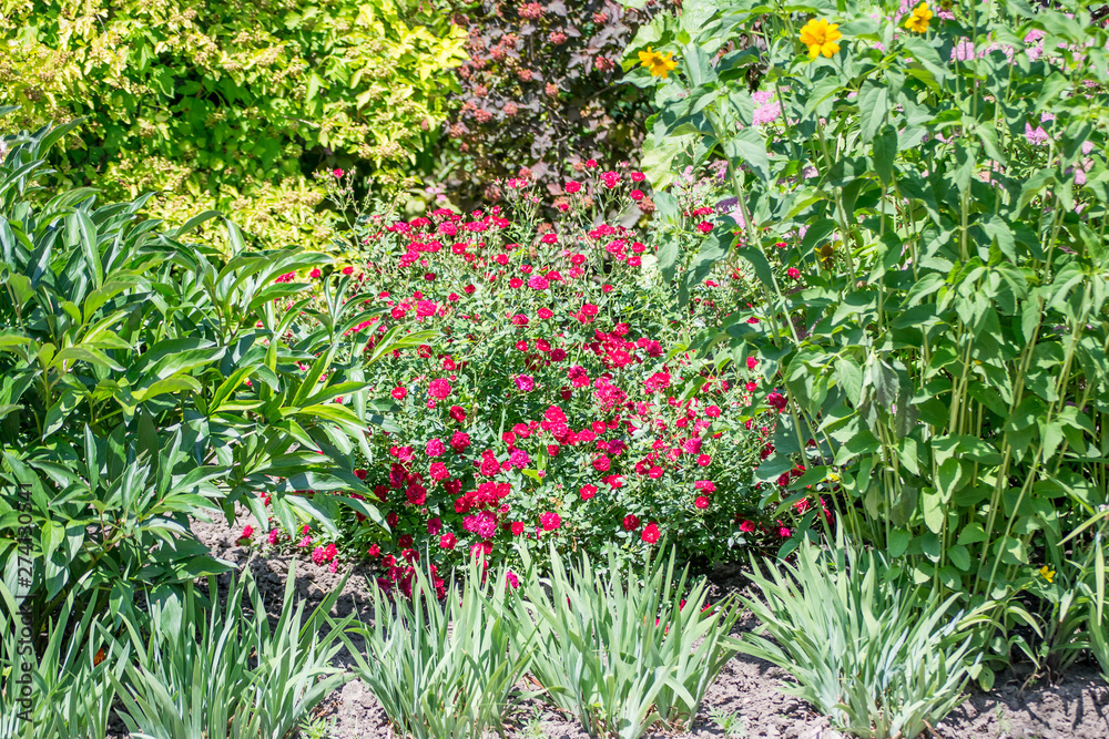 Fototapeta premium A nice motley flower bed in the garden