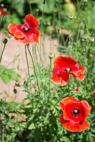 A wild poppies in the garden
