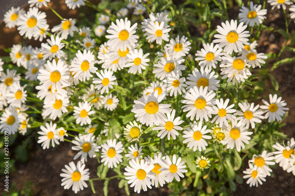 Field white daisies on a background of green grass. Selective focus. Nature flora. Field white daisies on a background of green grass. Selective focus. Nature flora.