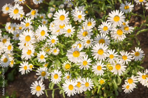 Field white daisies on a background of green grass. Selective focus. Nature flora.