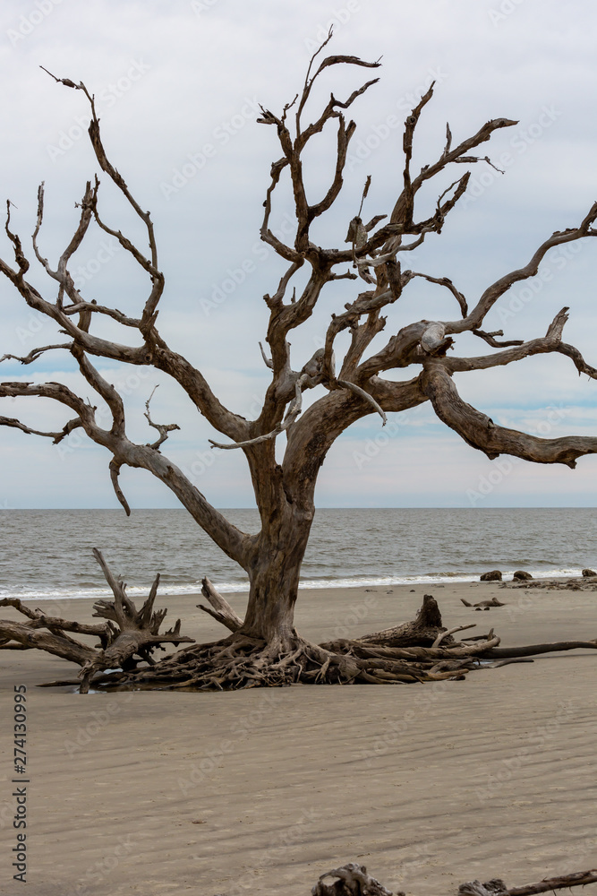Driftwood Driftwood
