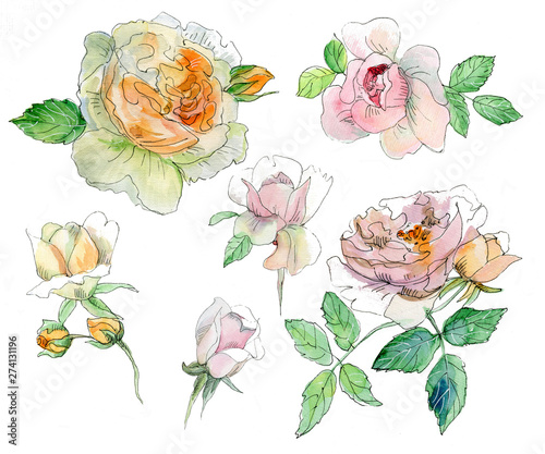 set of pink yellow roses isolated on white background Watercolor and pen hand drawn