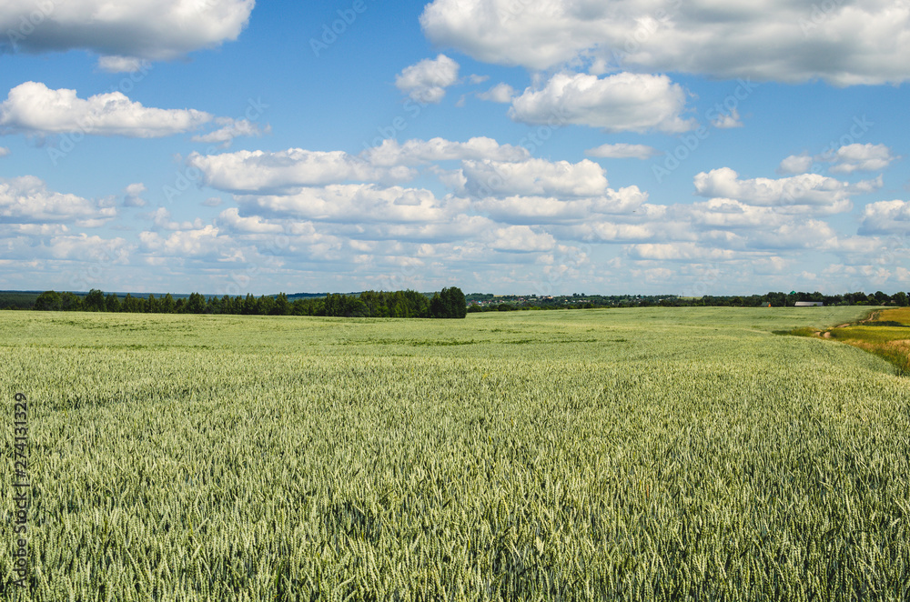 Rural summer landscape: a field of green wheat and village houses in the background
