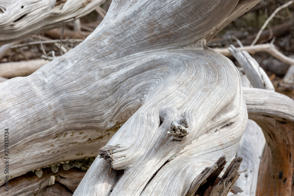 Driftwood Driftwood