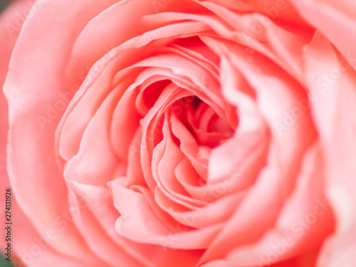macro shot of beautiful pink rose flower.  Floral background with soft selective focus  shallow depth of field.