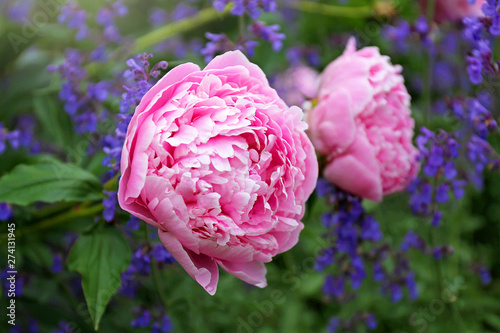 Huge Light Pink Blooms of Sarah Bernhardt Peony Flower and Purple Catmint in Spring Garden photo
