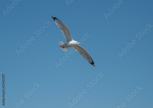 Sea Gull Flying