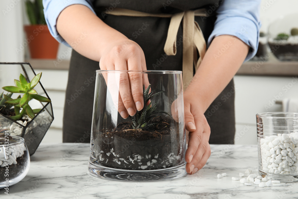Woman making florarium of different succulents at table, closeup