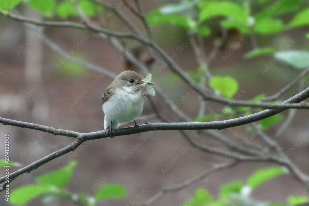 Fototapeta premium Pied Flycatcher