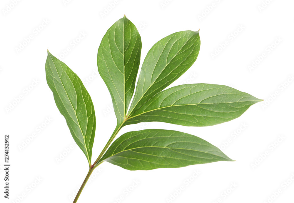 Fresh green peony leaves isolated on white Fresh green peony leaves isolated on white