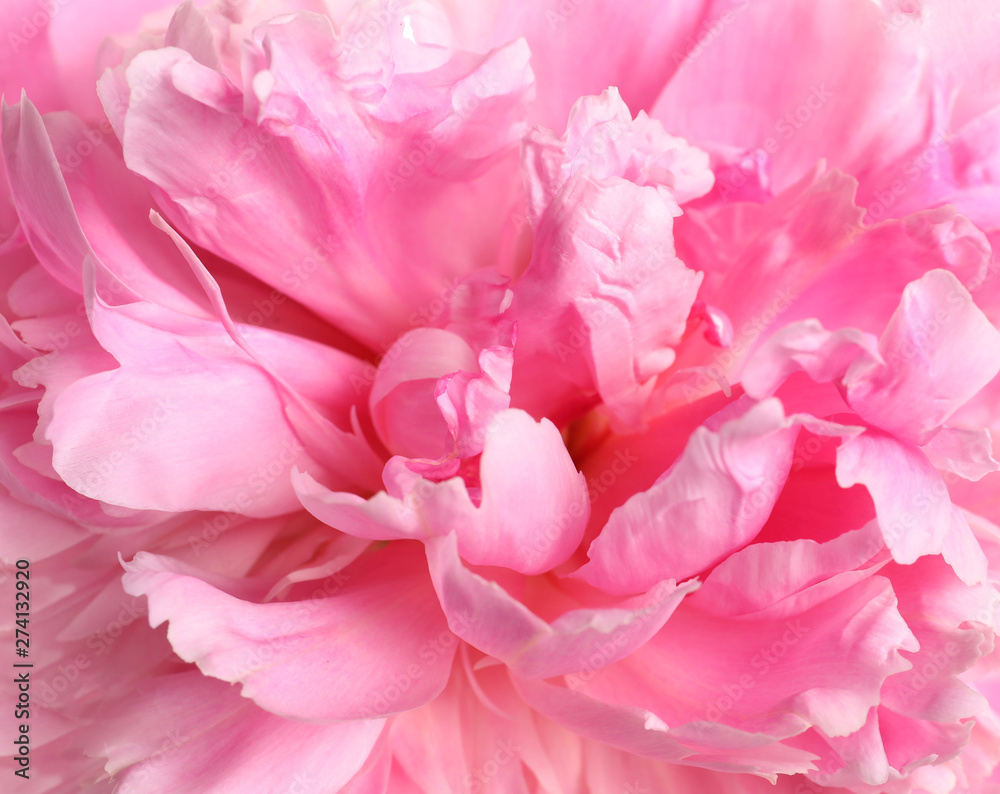 Beautiful fresh peony flower as background, top view