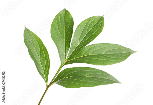 Fresh green peony leaves isolated on white