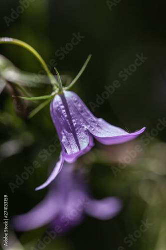 Cublac (Corrèze, France) - Campanule raiponce photo